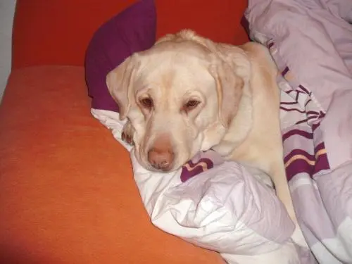 Image from Buffy