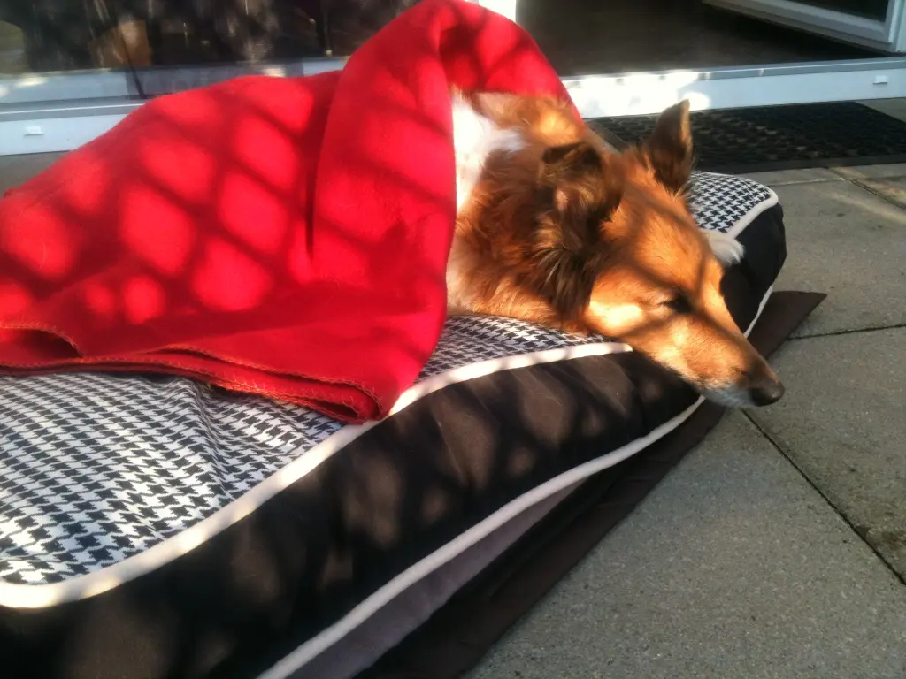 Andachtsbild von Katharina mit Merle im Herzen