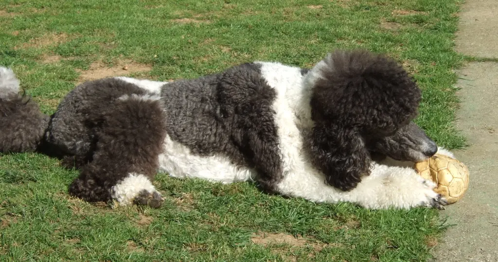 Andachtsbild von Ellen