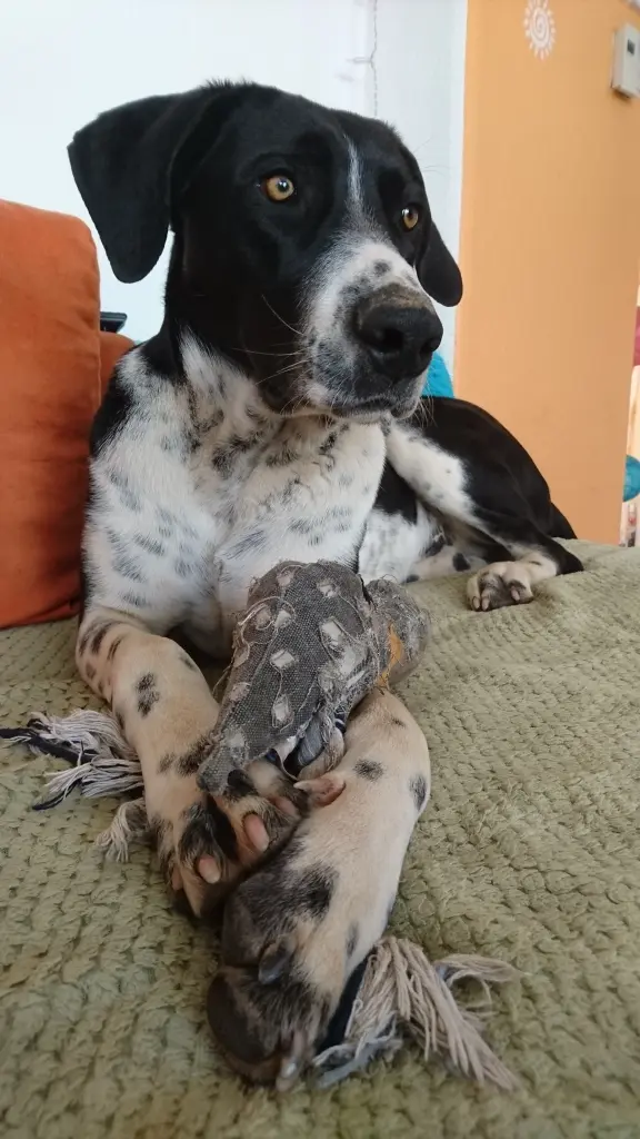 Andachtsbild von Dein Frauchen mit dir im Herzen!