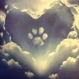 Condolence image of Steffi, mit Heather im Herzen