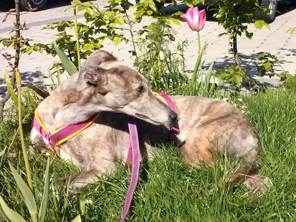 Condolence image of Dein Frauchen