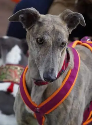 Condolence image of Dein Frauchen