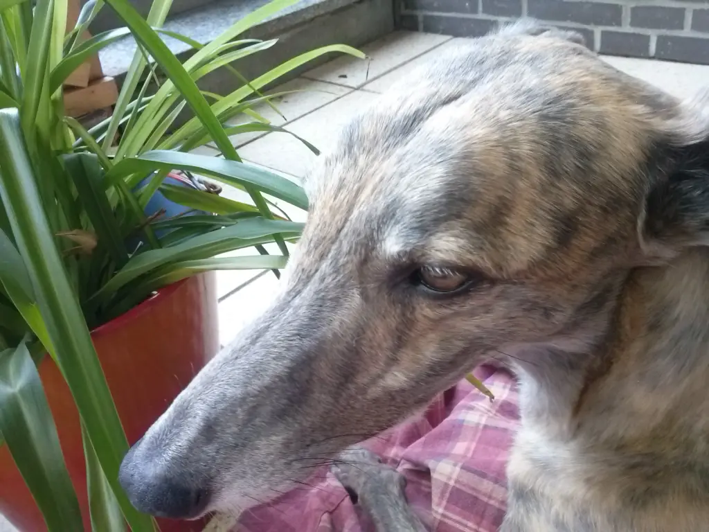 Condolence image of Dein Frauchen