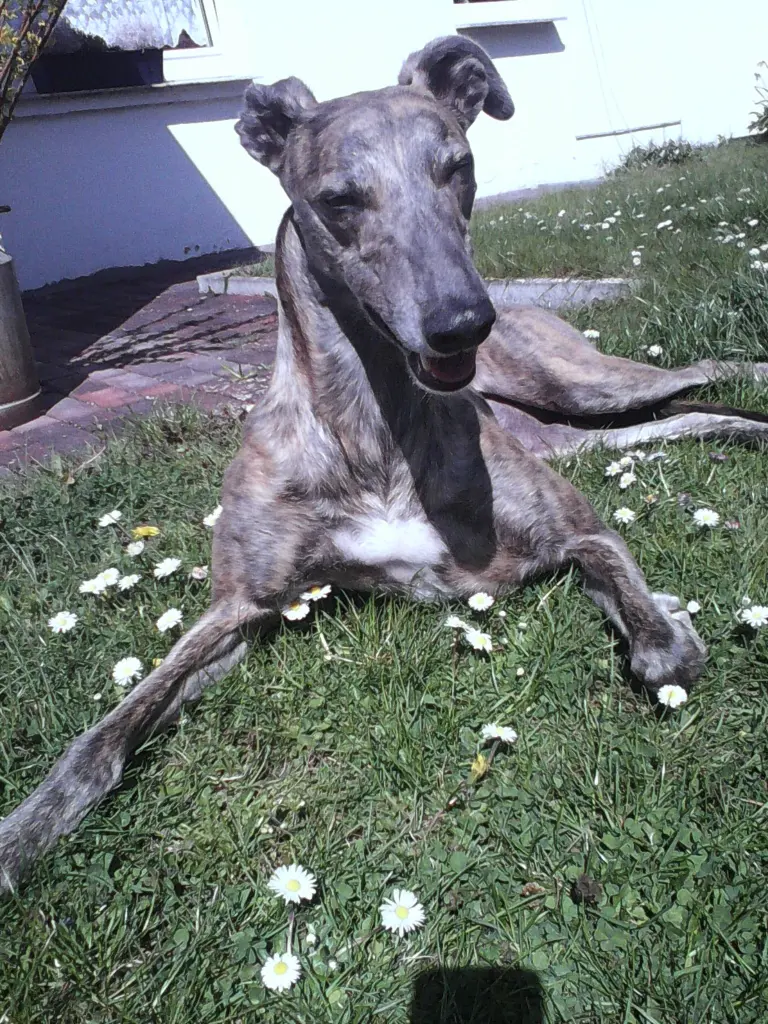 Condolence image of Dein Frauchen