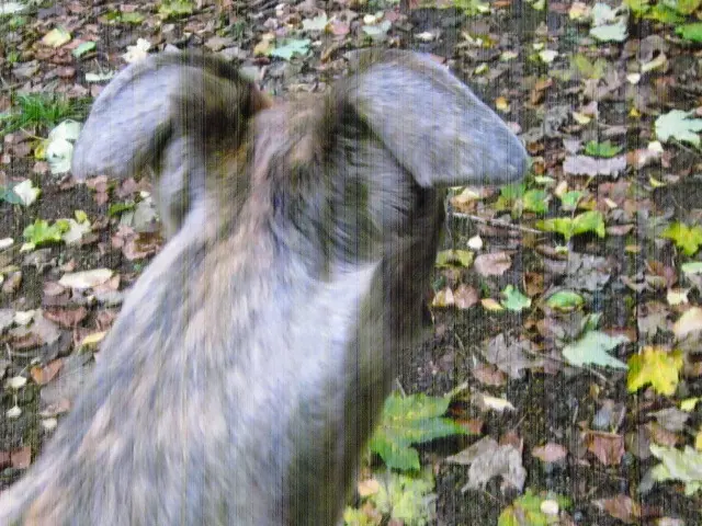 Condolence image of Dein Frauchen