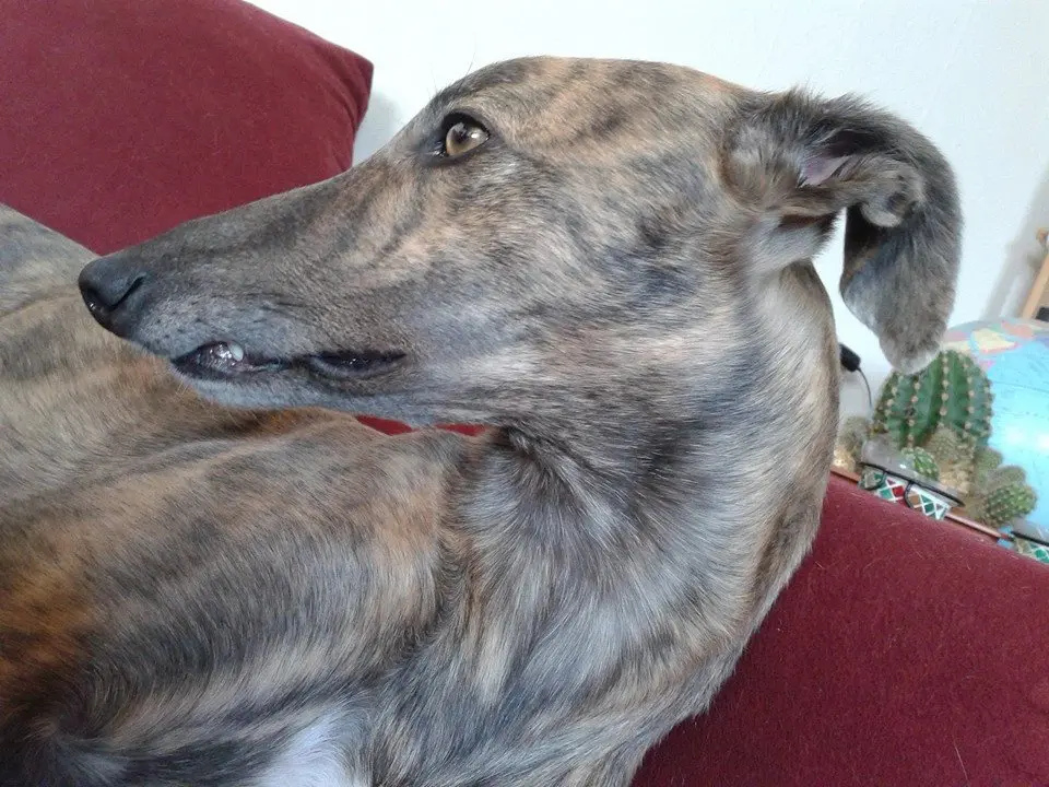 Condolence image of Dein Frauchen