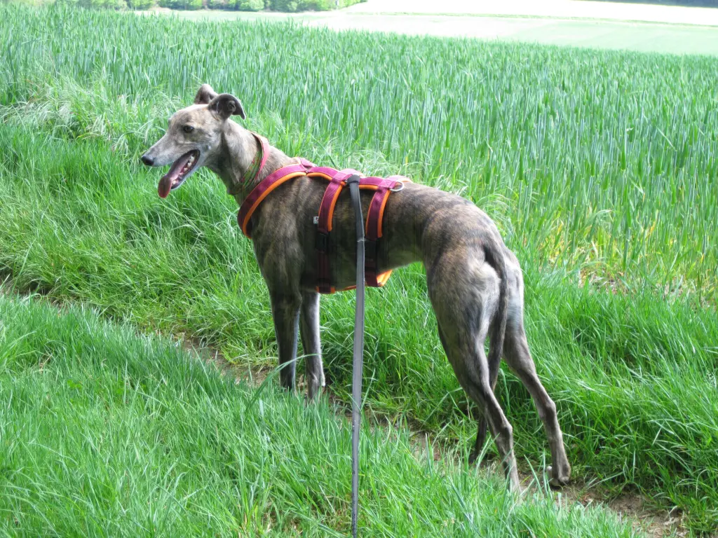 Condolence image of Dein Frauchen