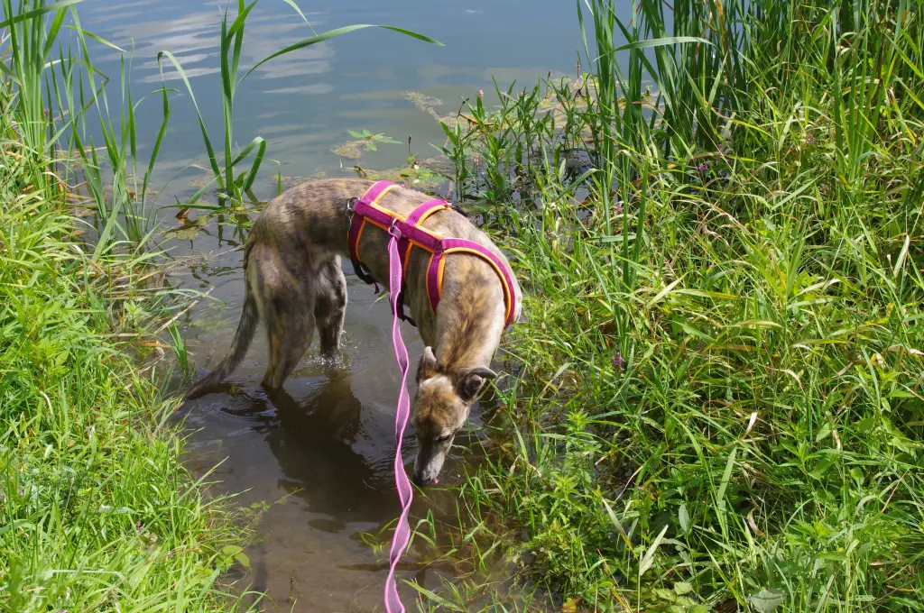Condolence image of Dein Frauchen