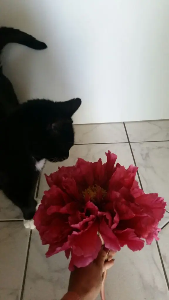 Condolence image of Familie Büttgenbach