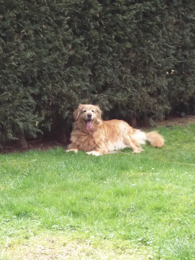 Andachtsbild von Michael mit ALESCA (+27.11.2017)