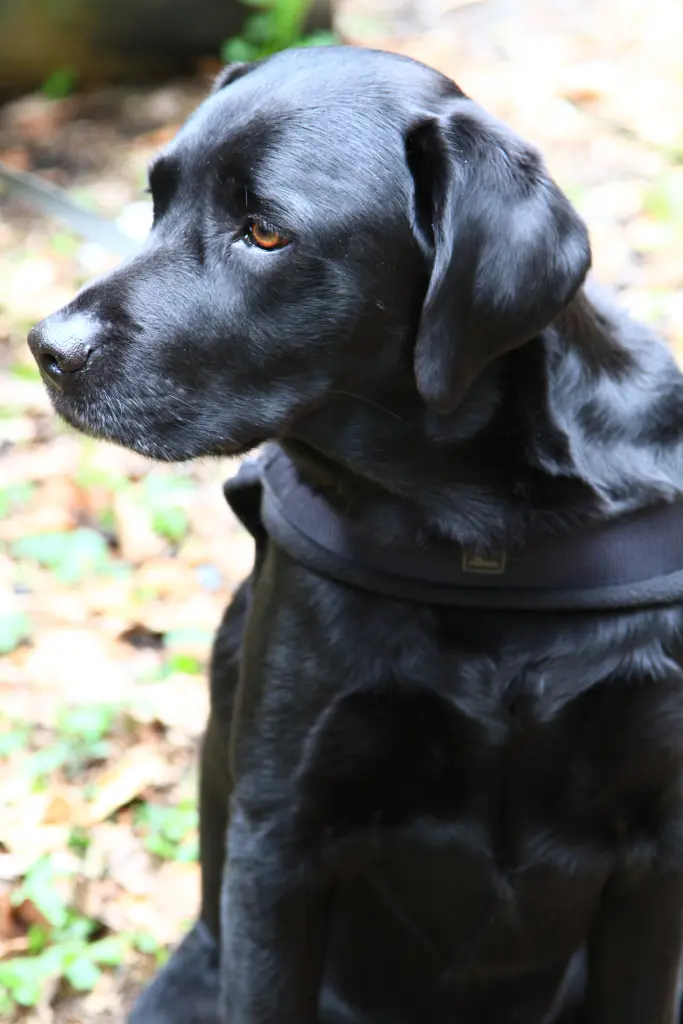 Andachtsbild von Henry