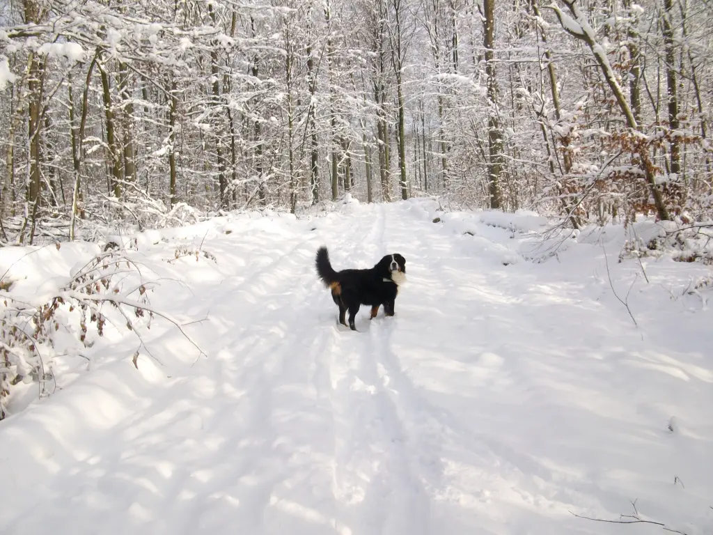 Andachtsbild von Birgit