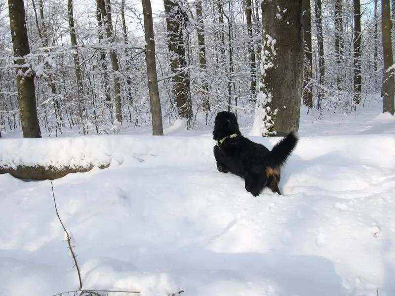 Andachtsbild von Birgit