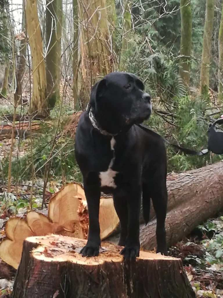 Condolence image of Andrea mit Rocky 