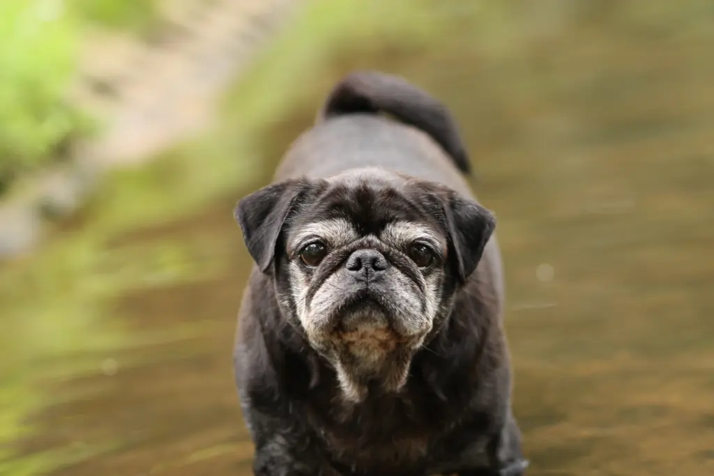 Condolence image of Cornelia mit Bruno & Barni im Herzen
