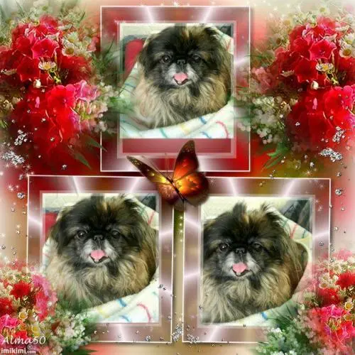 Image from dich meine Herzens-Sina