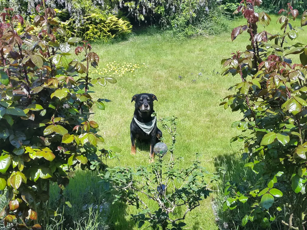 Condolence image of Joachim