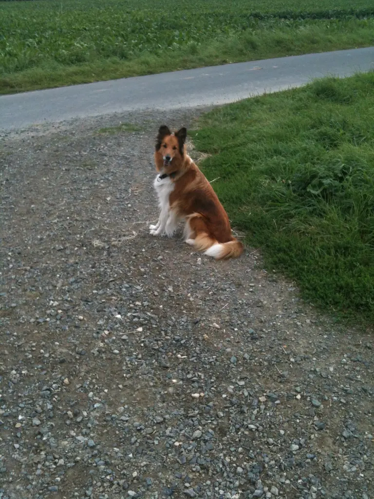 Condolence image of Katharina mit Merle im Herzen