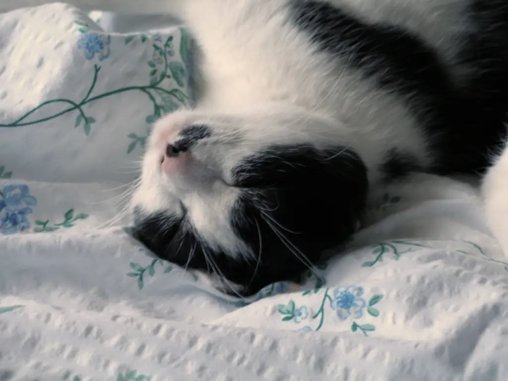 Condolence image of Nicole