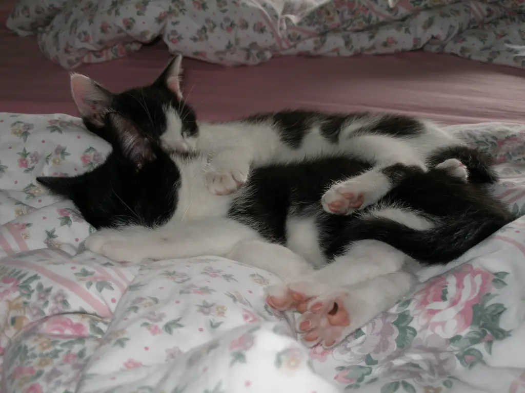 Condolence image of Nicole