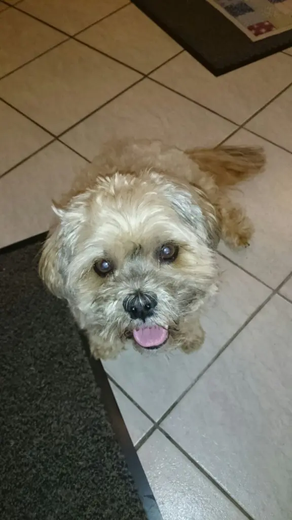 Condolence image of Angelika mit Balou im Herzen