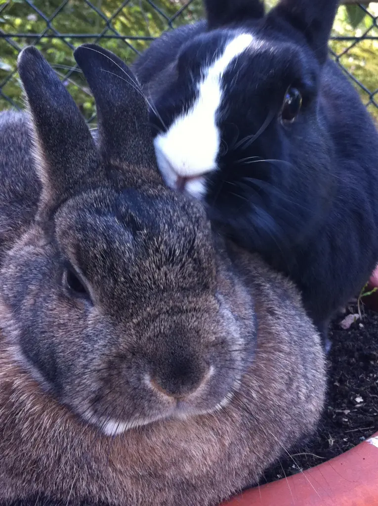 Condolence image of Eine Rose für Stella 