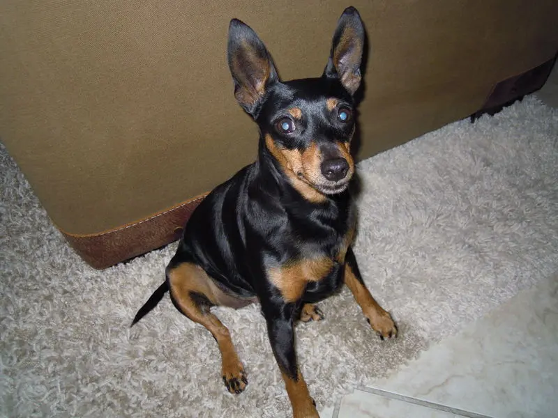 Condolence image of Ursula mit Stella tief im Herzen