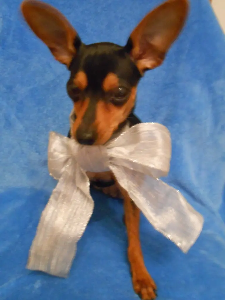 Condolence image of Ursula mit Stella ganz tief im Herzen