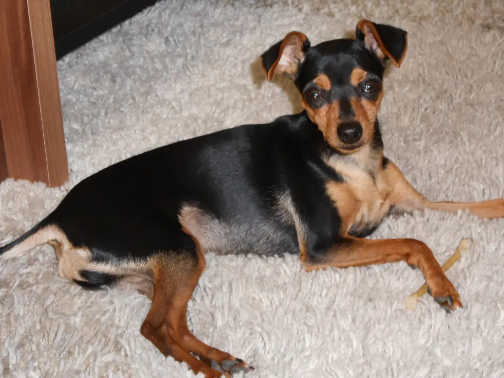 Condolence image of Ursula mit Stella ganz tief im Herzen