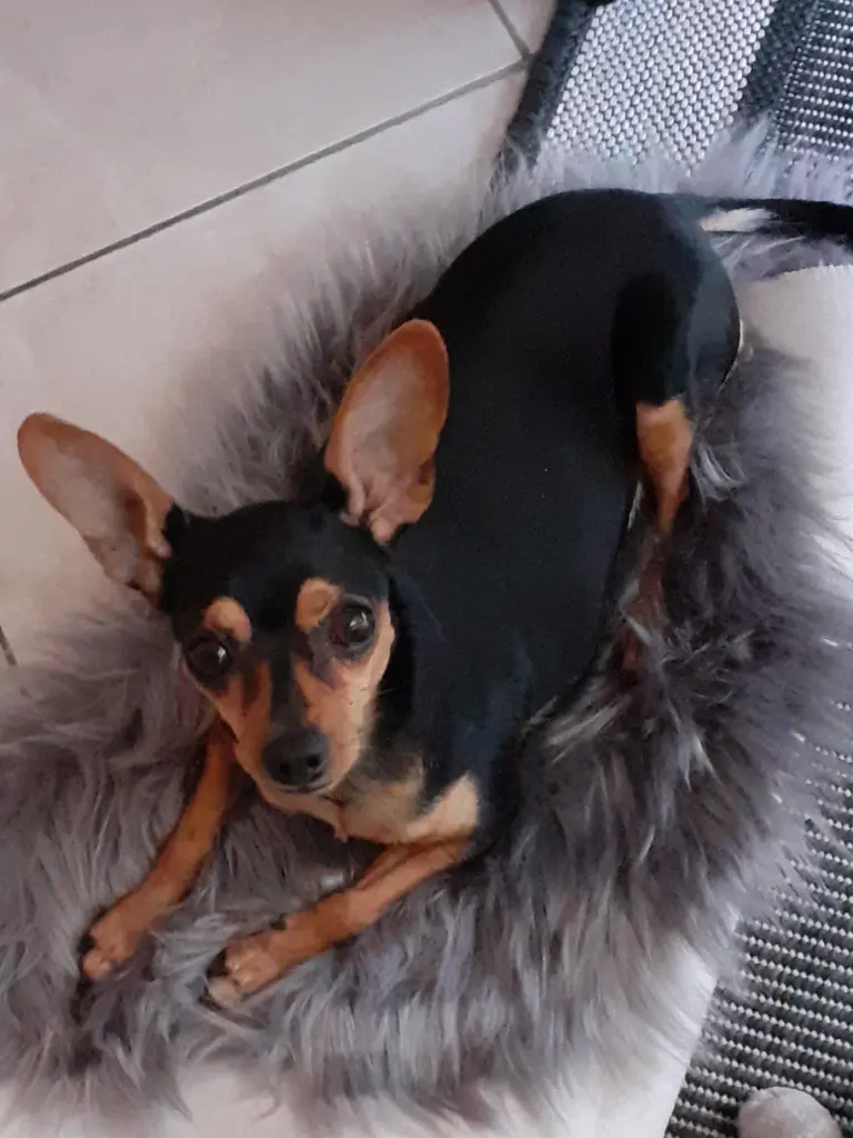 Condolence image of Frauchen