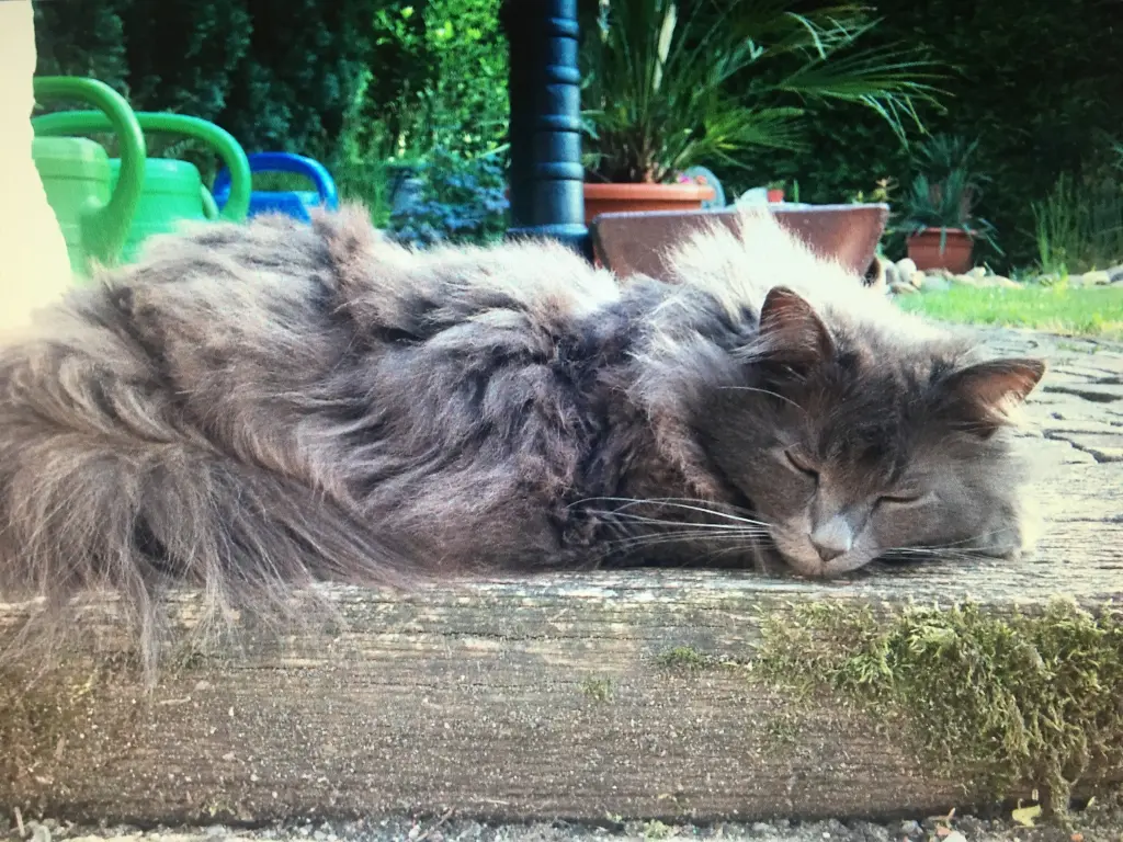 Condolence image of Jule