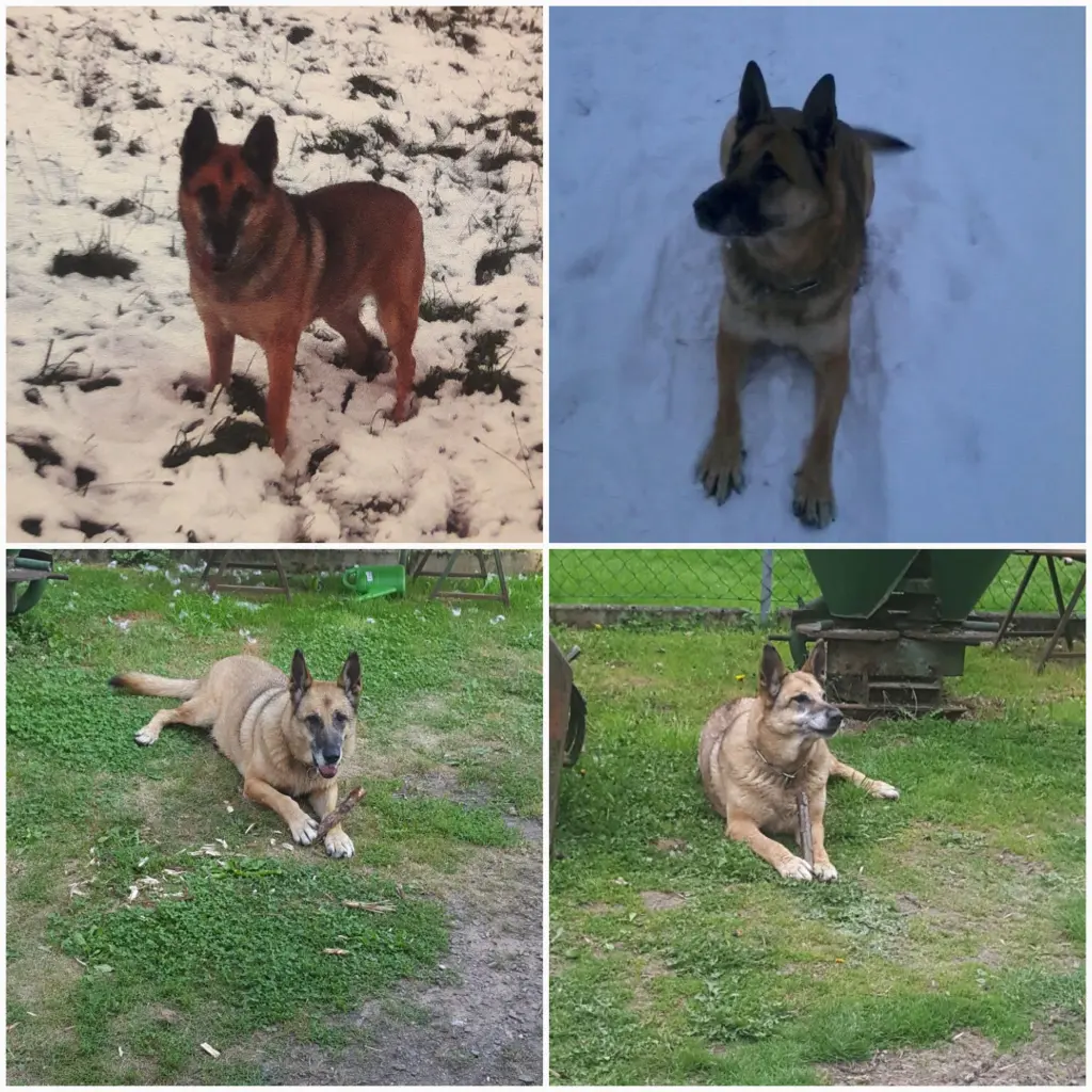 Condolence image of Claudia m. TARA im Herzen