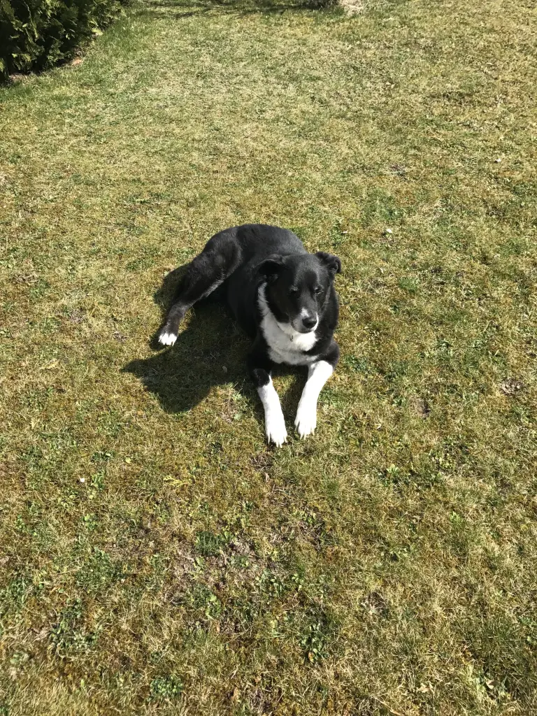 Image from Lupo