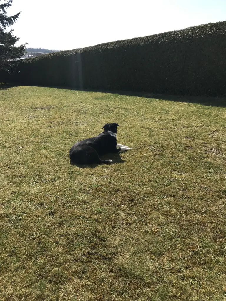 Image from Lupo