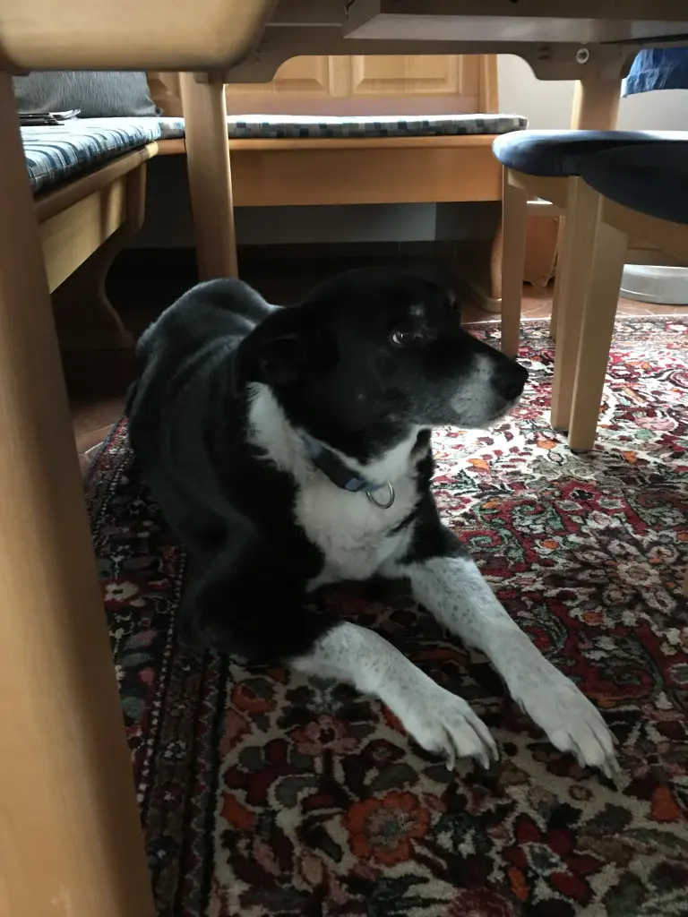 Image from Lupo