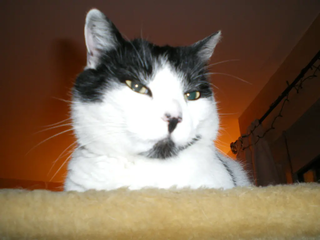 Image from Balou