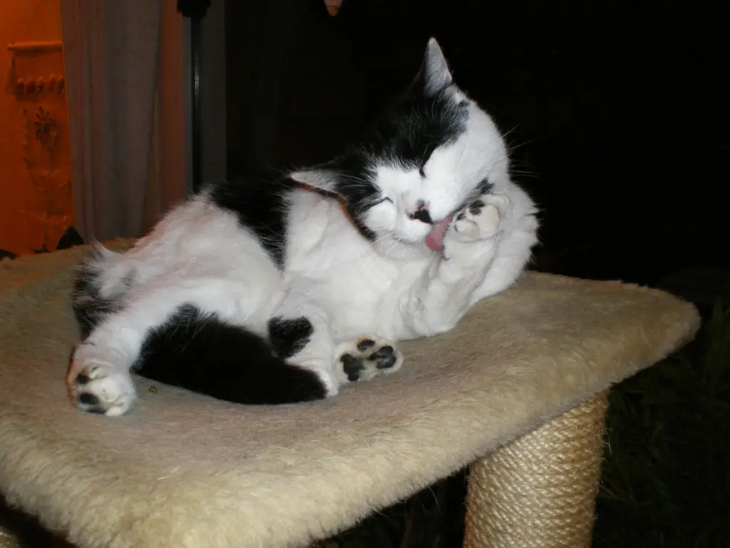 Image from Balou