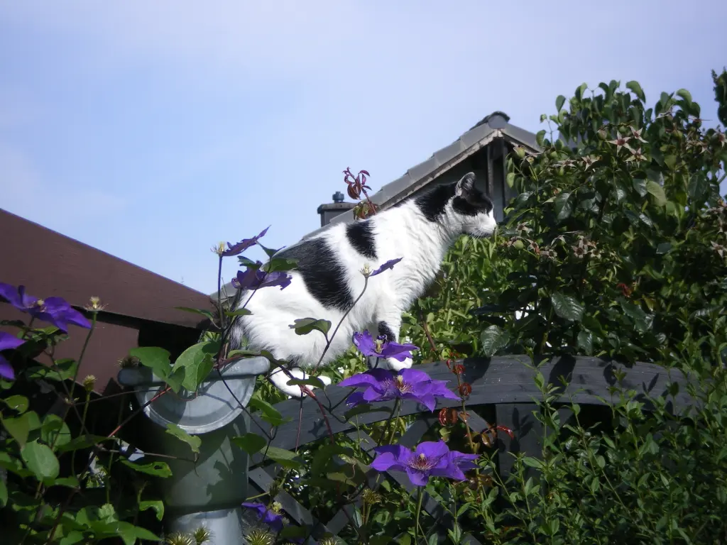 Image from Balou