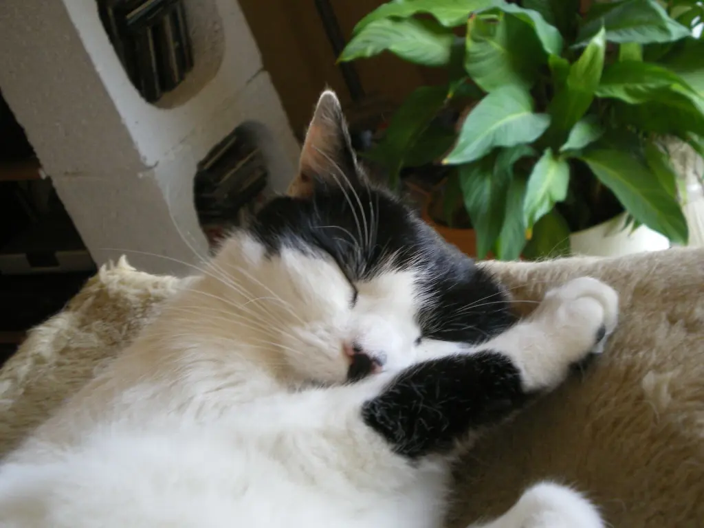 Image from Balou