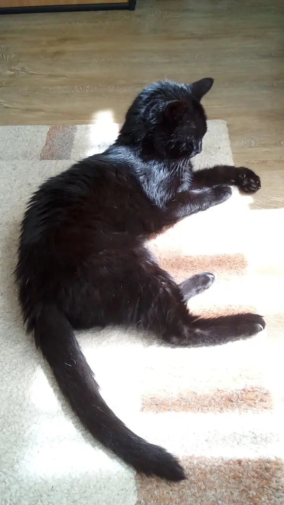 Condolence image of Sabine mit Skippy im Herzen