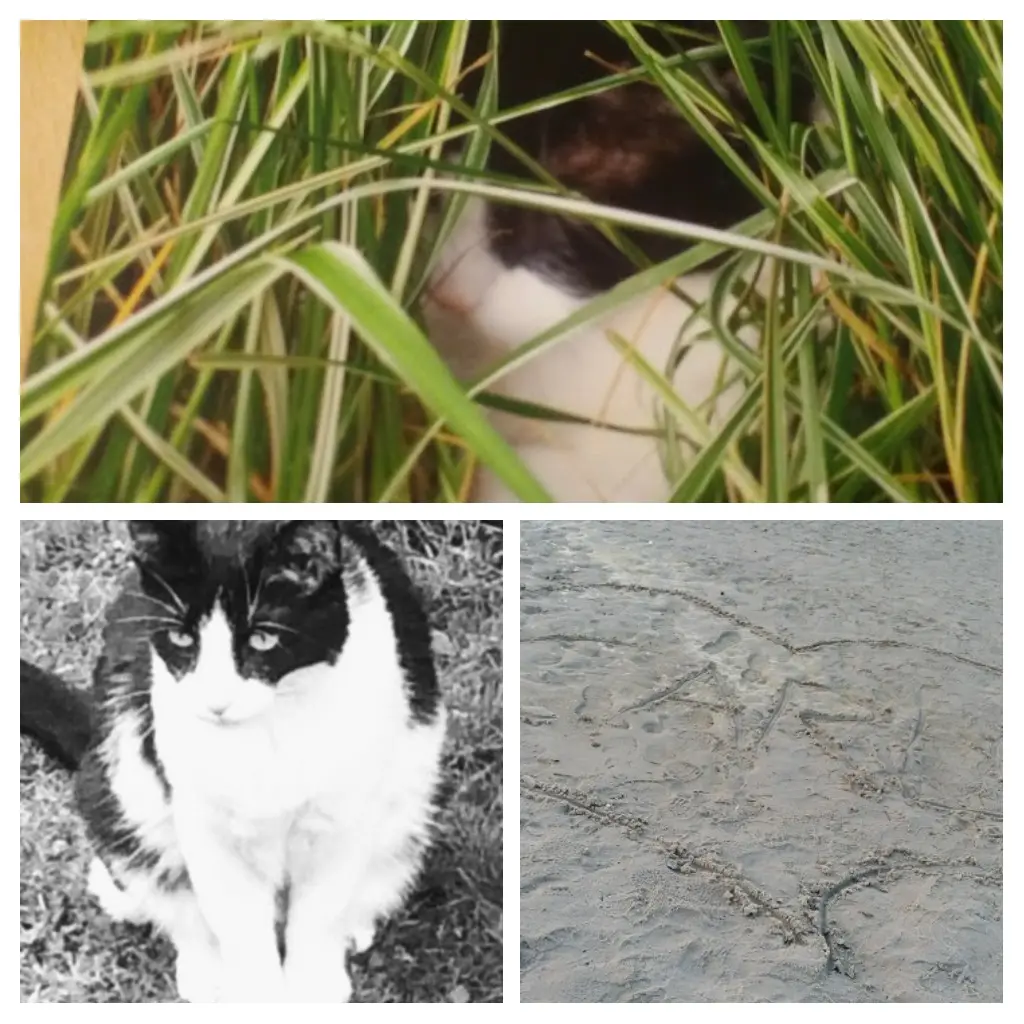 Condolence image of Monika mit Seelenkater Carlo tief im Herzen gestorben am 10. Juli 2017