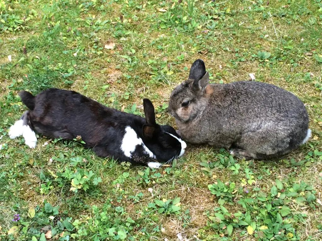 Condolence image of Eine Rose für Fee