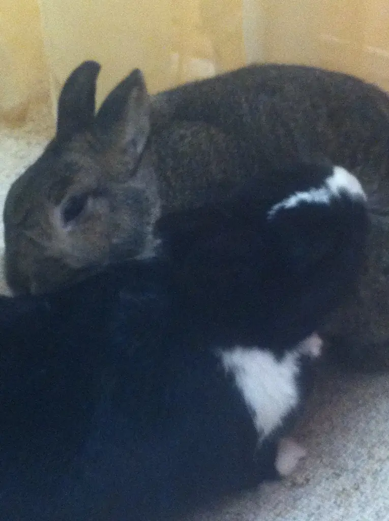 Condolence image of Eine Rose für Fee