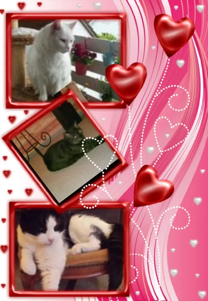 Condolence image of Klaudia mit Misiu❤❤❤