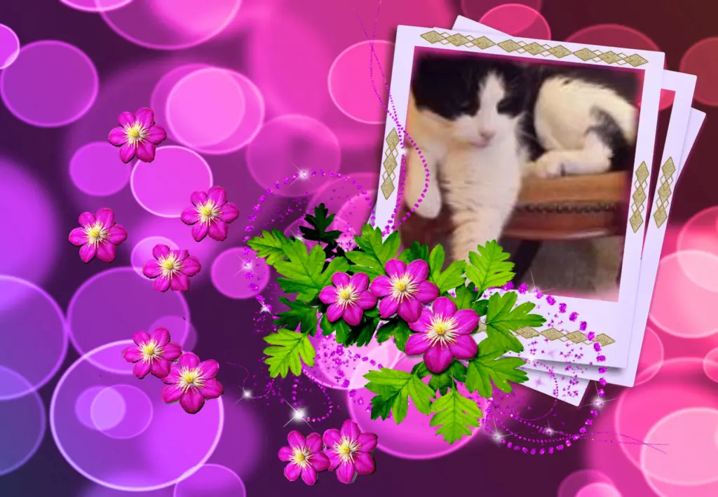 Condolence image of Klaudia mit Misiu❤❤❤