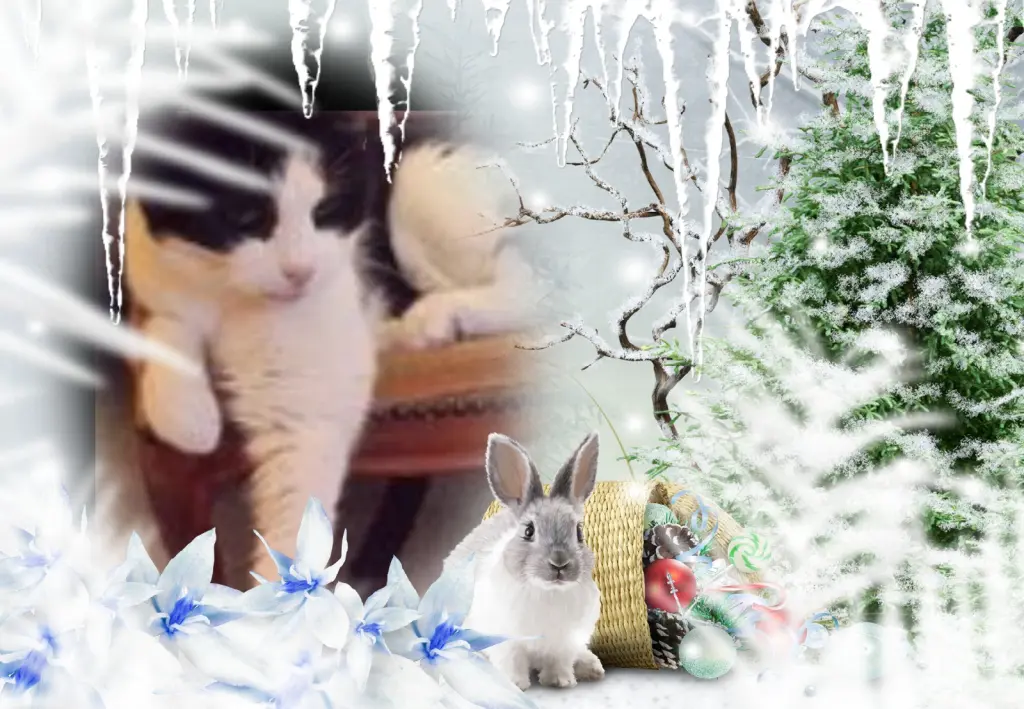 Condolence image of Fur Liebe Fee❤