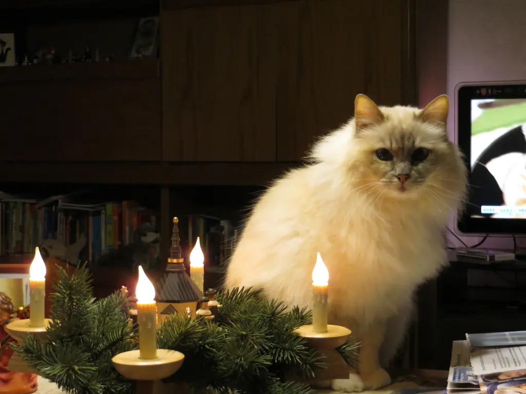 Condolence image of Uschi mit Seelenkatzen Jojo und Merlin