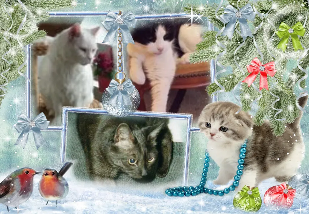 Condolence image of Klaudia mit Misiu❤❤❤Ganz Tief im Herzen❤