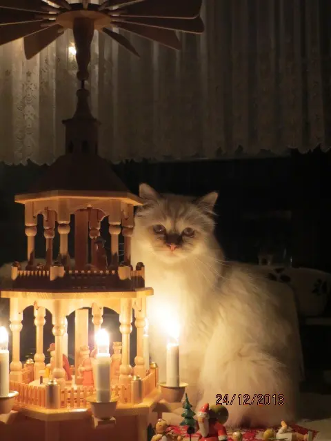 Condolence image of Uschi mit Seelenkatzen Jojo und Merlin